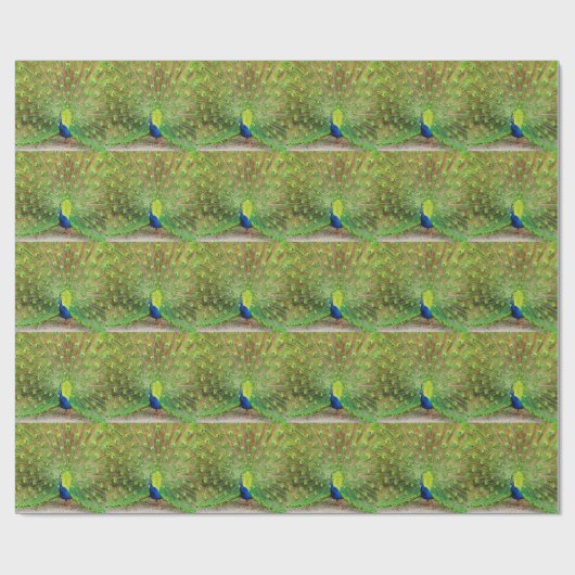 Peacock Geschenkpapier (Flach)