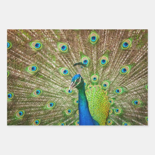 Peacock Geschenkpapier Set (Vorderseite 2)