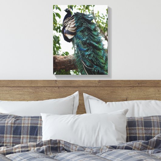 Peacock Greeting Leinwanddruck (Insitu (Schlafzimmer))