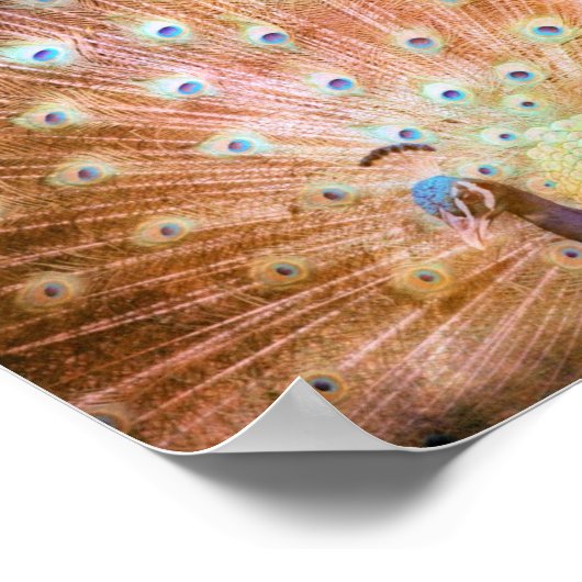 Peacock Grunge Poster (Ecke)