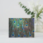 Peacock Jewelery Postkarte (Stehend Vorderseite)