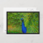 peacock.jpg postkarte (Vorne/Hinten)