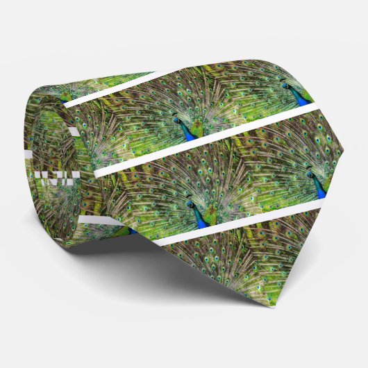 Peacock Krawatte (Gerollt)