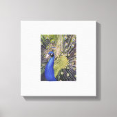 Peacock Leinwanddruck (Vorderseite)