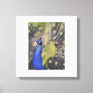 Peacock Leinwanddruck