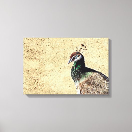 Peacock Leinwanddruck (Vorderseite)