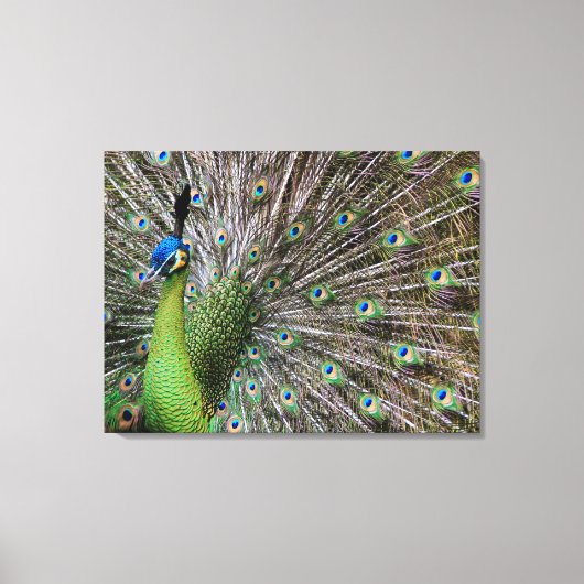 Peacock Leinwanddruck (Vorderseite)