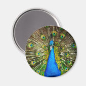 Peacock Magnet (Vorderseite/Rückseite)