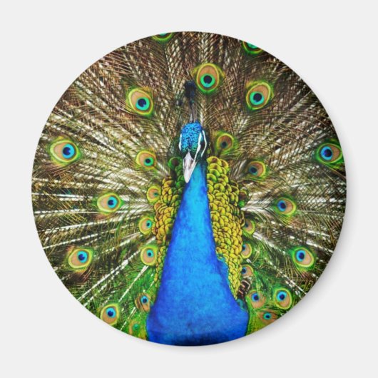 Peacock Magnet (Vorne)