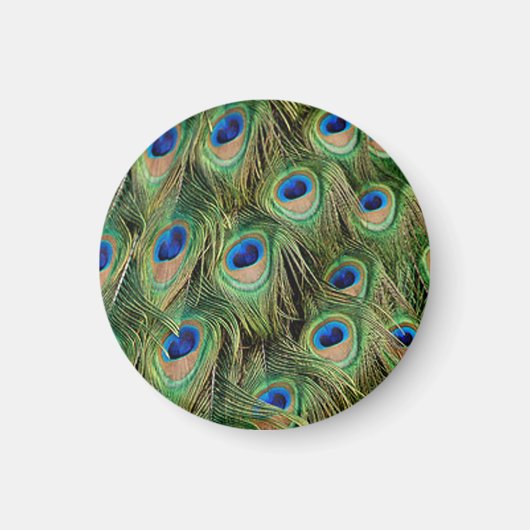 Peacock Magnet (Vorne)