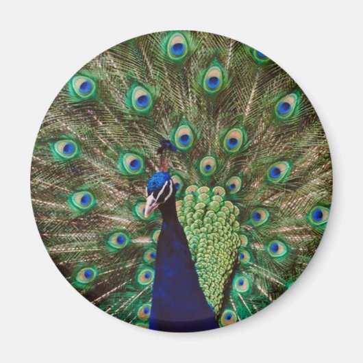 Peacock Magnet (Vorne)