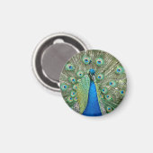Peacock Magnet (Vorderseite/Rückseite)