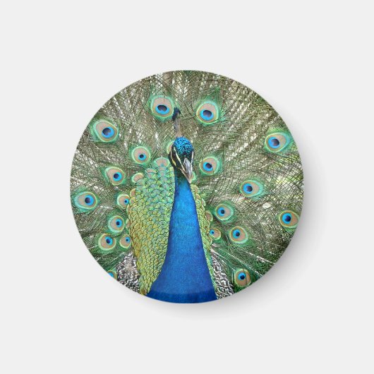 Peacock Magnet (Vorne)