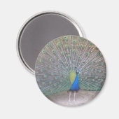 Peacock Magnet (Vorderseite/Rückseite)