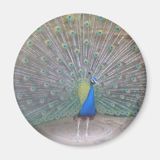 Peacock Magnet (Vorne)