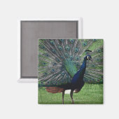 Peacock Magnet (Vorderseite/Rückseite)