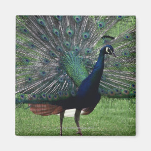 Peacock Magnet