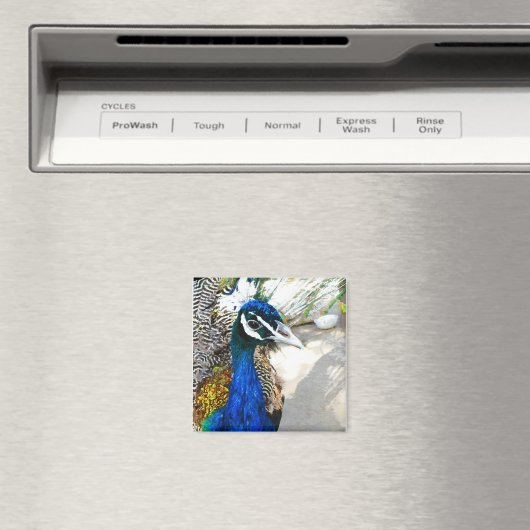 Peacock Magnet (In Situ (Geschirrspüler))