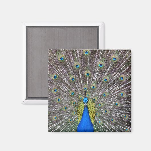 Peacock Magnet (Vorderseite/Rückseite)