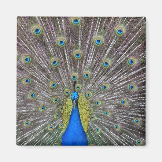 Peacock Magnet (Vorne)