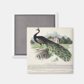 Peacock Magnet (Vorderseite/Rückseite)