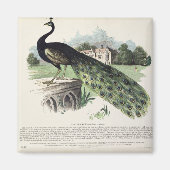 Peacock Magnet (Vorne)