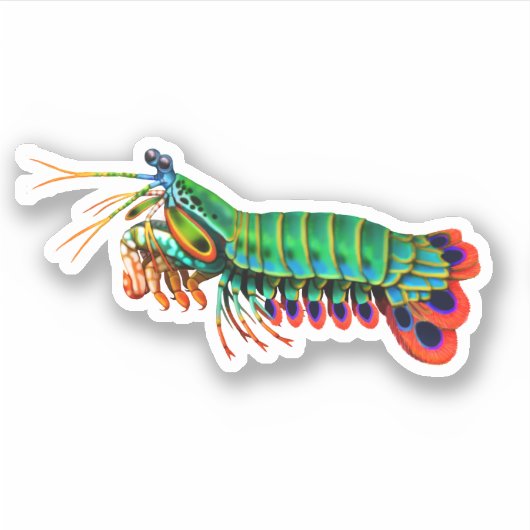 Peacock Mantis Shrimp Contour Sticker (Vorderseite)