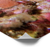 Peacock Mantis Shrimp-Gilis Poster (Ecke)