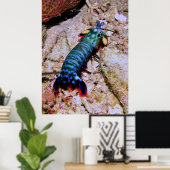 Peacock Mantis Shrimp-Gilis Poster (Heimbüro)