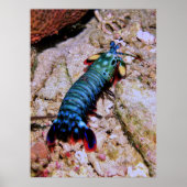 Peacock Mantis Shrimp-Gilis Poster (Vorne)