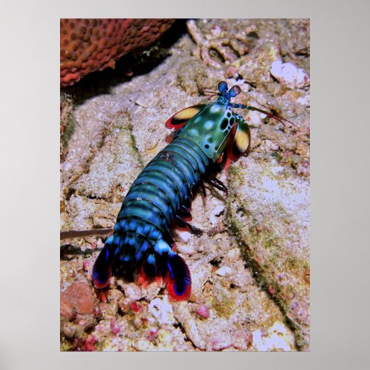Peacock Mantis Shrimp-Gilis Poster (Vorne)