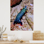 Peacock Mantis Shrimp-Gilis Poster (Küche)