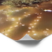 Peacock Mantis Shrimp Poster (Ecke)