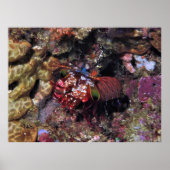 Peacock Mantis Shrimp Poster (Vorne)