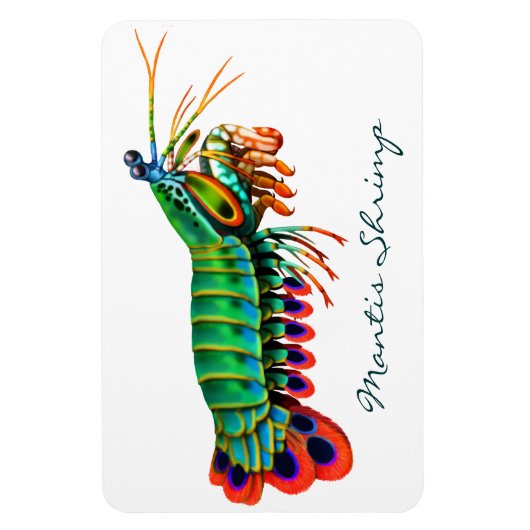 Peacock Mantis Shrimp Reef Animal Magnet (Vertikal)
