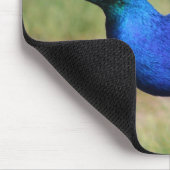 Peacock Mouse Mousepad (Ecke)