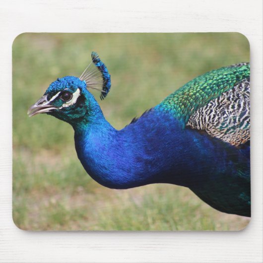 Peacock Mouse Mousepad (Vorne)