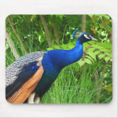 Peacock Mousepad (Vorne)