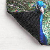 Peacock Mousepad (Ecke)