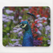Peacock Mousepad (Vorne)