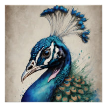 Peacock no 6 Glossard Poster