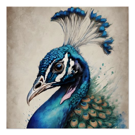Peacock no 6 Glossard Poster (Vorderseite)