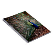 Peacock Notizblock (Rechte Seite)