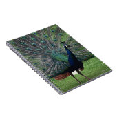 Peacock Notizblock (Rechte Seite)