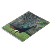 Peacock Notizblock (Linke Seite)