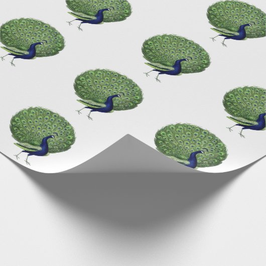 Peacock Open Fan Geschenkpapier (Ecke)
