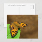 Peacock Pansy Butterfly Postkarte (Vorne/Hinten)
