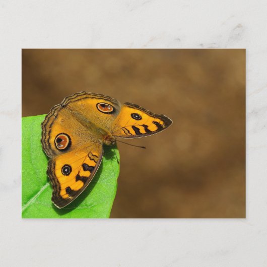 Peacock Pansy Butterfly Postkarte (Vorderseite)