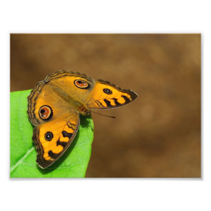 Peacock Pansy Fotodruck