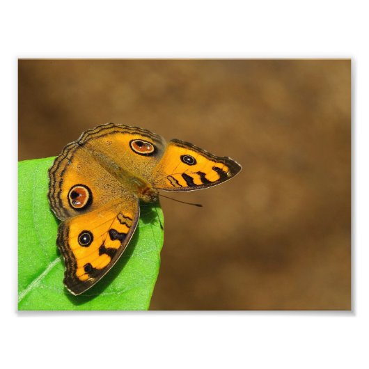 Peacock Pansy Fotodruck (Vorne)